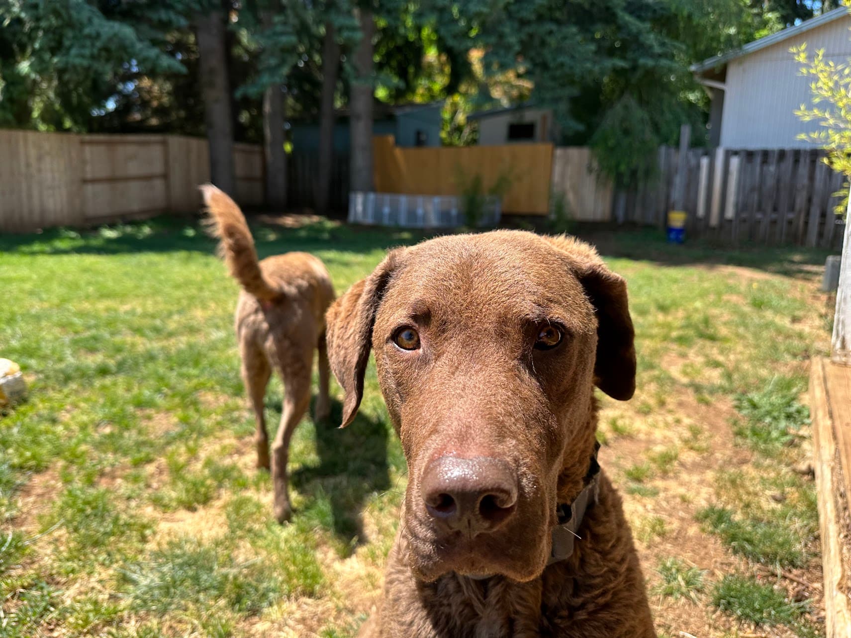 Wait Wait Did You Say