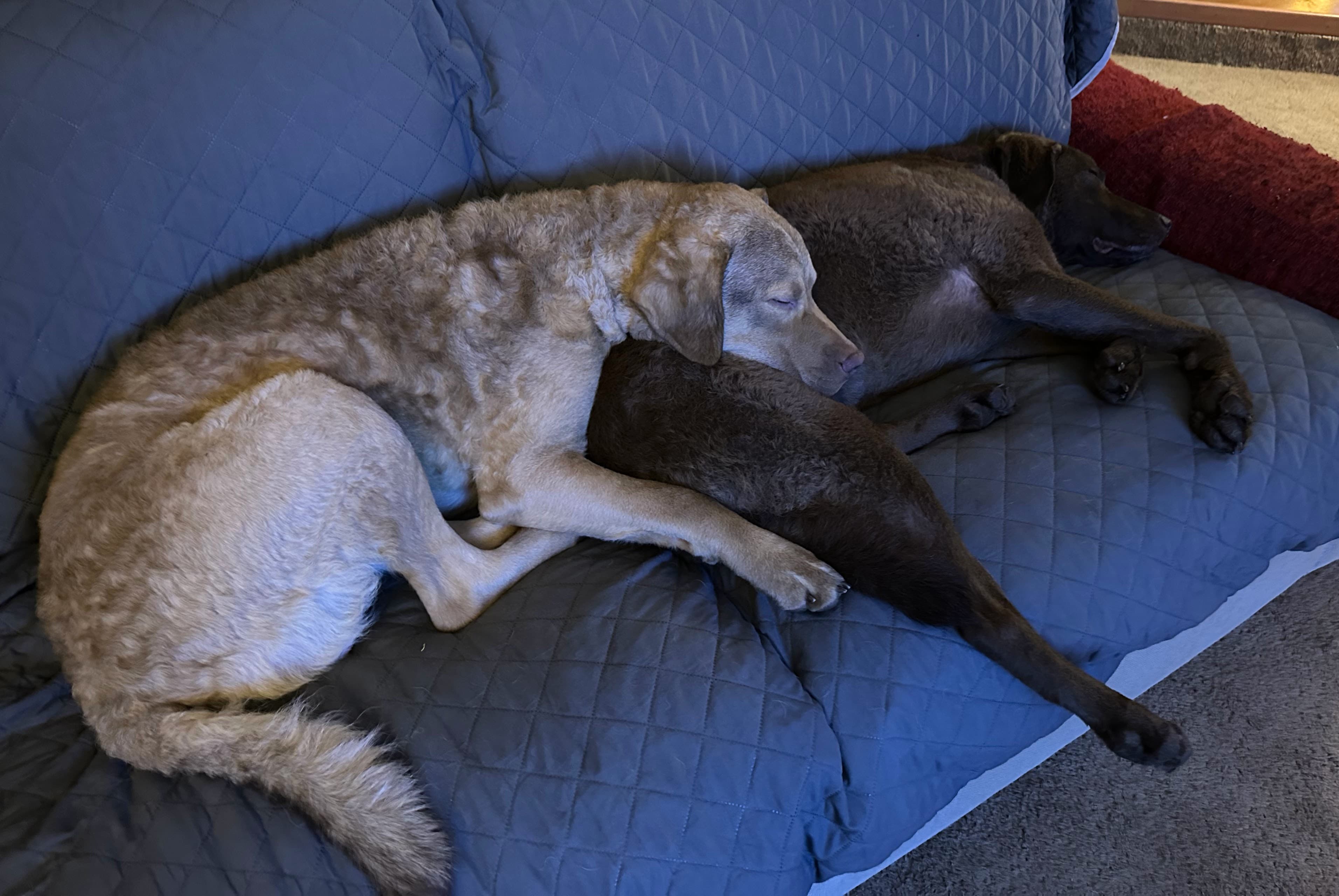 Willow and Cedar are buds
