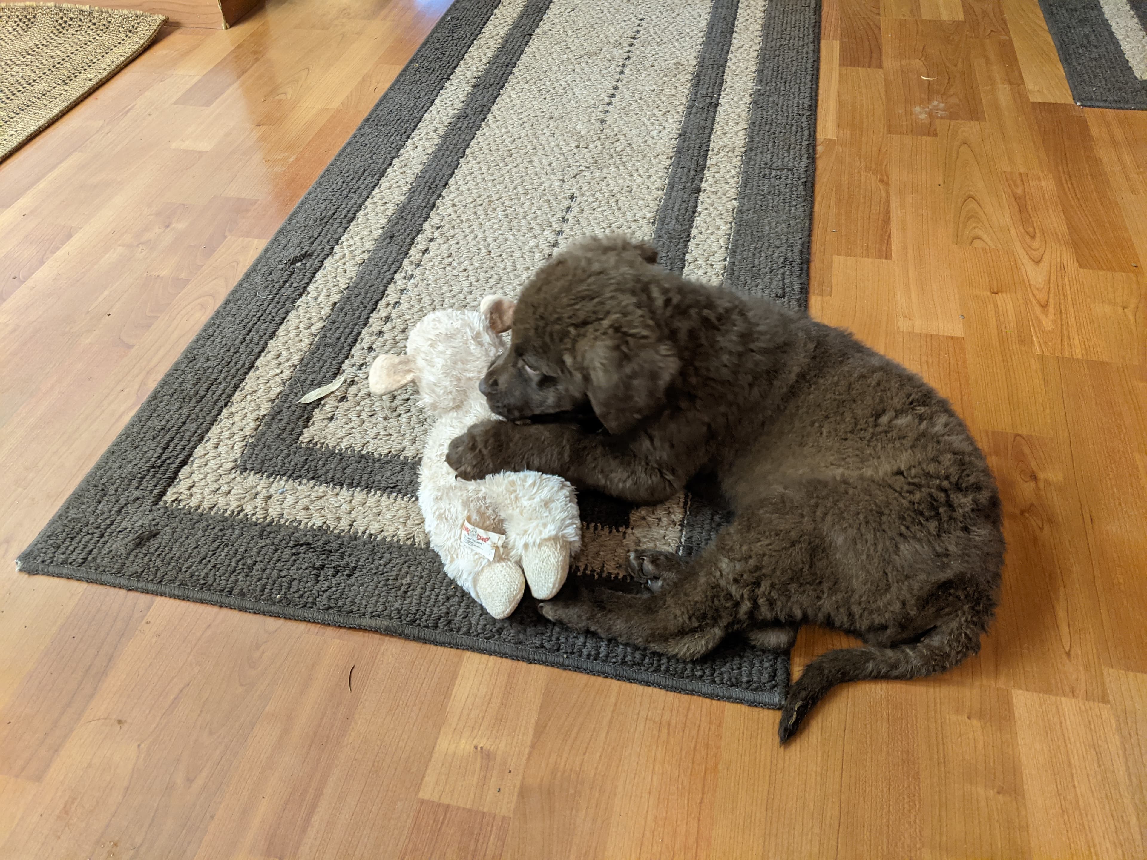 Willow as a puppy